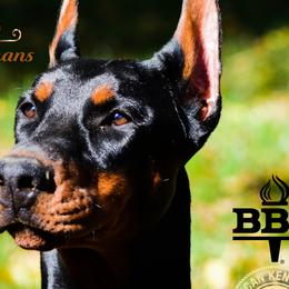 Vera - Doberman Pinscher