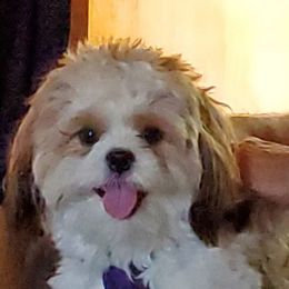 Shih Tzus from Lora Hines's Shih Tzu
