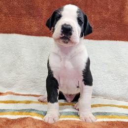 Puppy 7, L - Mantle male Great Dane puppy in Castle Rock, Washington from Uber Alles Great Danes