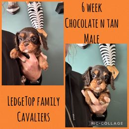 Orange - Chocolate male Cavalier King Charles Spaniel puppy in Greenleaf, Wisconsin from Ledgetop Family Cavaliers
