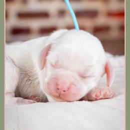 Jack - Buff and white male Cockapoo puppy in Connersville, Indiana from Deaz Doodle Ranch