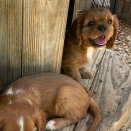 Ben - Ruby male Cavalier King Charles Spaniel puppy in Phoenix, Arizona from Royal Desert Cavaliers