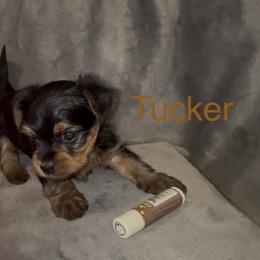 Tucker - Black & tan tri-color male Morkie puppy in Seneca, Missouri from M.Y. Morkies and Yorkies