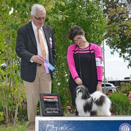 Havanese Puppies from SunWyst Havanese