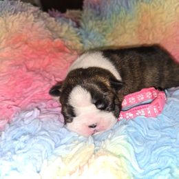 Pink Girl - Brindle and white female Boston Terrier puppy in Victoria, Texas from Quinney’s Boxers and Boston Terriers