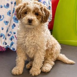 Thor - Apricot male Aussiedoodle puppy in Cedar Park, Texas from Lollipups Mini Aussiedoodles