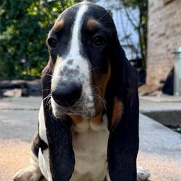 Yvonne - Black tan and white female Basset Hound puppy in Cleveland, Tennessee from Smokey Mtn Bassets