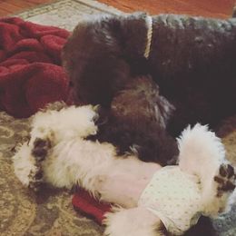 Poodle Puppies from Southern Standards Standard Poodles