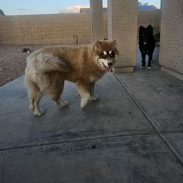 Endeavor - Siberian Husky