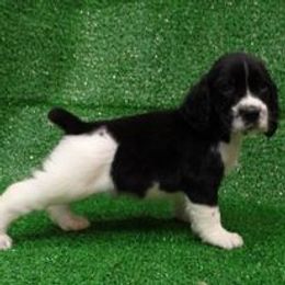 English Springer Spaniel and Poodle Puppies from Haskeez