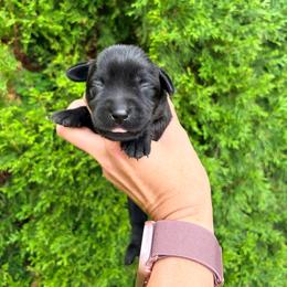 Molly - Black female Labrador Retriever puppy in Richfield, Utah from Stormy River Retrievers