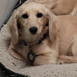 Daisy - Dachshund