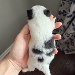 Boy 2 - Black tan and white male Japanese Chin puppy in Little Rock, Arkansas from Montra Japanese Chin & Cavalier King Charles Spaniels