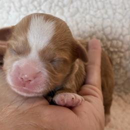 Purple collar - Gold and white female Shihpoo puppy in Millsap, Texas from Gaston’s Posh Poodles and Doodles