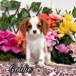 Goldie - Blenheim female Cavalier King Charles Spaniel puppy in Hollywood, Florida from World Class Cavaliers