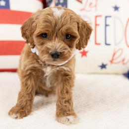 Cavapoo, Cockapoo, Maltipoo, and Poodle Puppies from My Doodle Puppy
