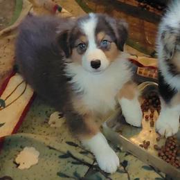 JOJO - Black tri-color female Australian Shepherd puppy in Elk Creek, Missouri from Hearts on Fire Australian Shepherds