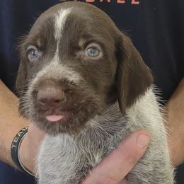 German Wirehaired Pointers from Achor's Acres
