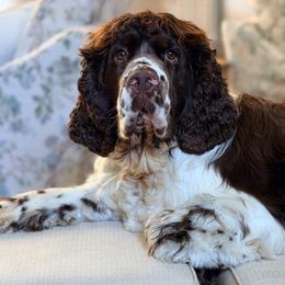 Judge - Liver and white male English Springer Spaniel puppy in Newport News, Virginia from Sara's English Springer Spaniels (All Tails Kennel)