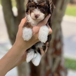 Disco Darlings - Rhythm - Tri-color female Bernedoodle puppy in Charleston, South Carolina from Palm Belle Doodles