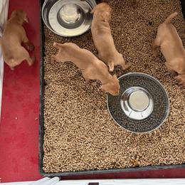 Vizsla Puppies from Firestone Vizslas