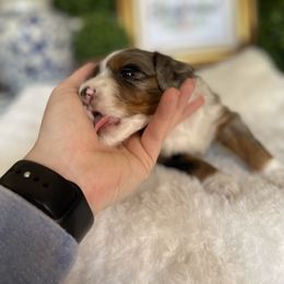 Australian Mountain Doodle and Bernedoodle Puppies from Boxwood Doodles