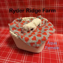 Aqua - Blenheim female Cavapoo puppy in White Sulphur Springs, West Virginia from Ryder Ridge Farm