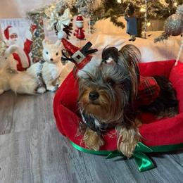 Ruby - Yorkshire Terrier