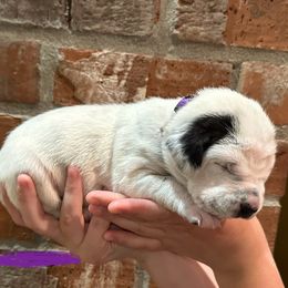 Dalmatian Puppies from Cowart’s Dalmatians