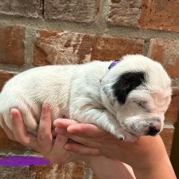 Dalmatian Puppies from Cowart’s Dalmatians