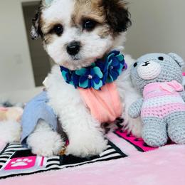 BETTY - Parti female Maltipoo puppy in Sugar Land, Texas from Celebrity Maltipoos