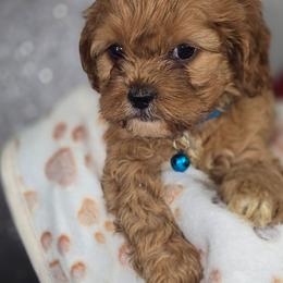 Auburn - Red male Cavapoo puppy in Decatur, Illinois from Petite Pups