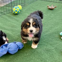 Lime Collar - Black rust and white female Bernese Mountain Dog puppy in Comer, Georgia from Water Oak Farm