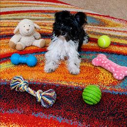 Cookie - Black female Morkie puppy in Memphis, Tennessee from Syvon's Morkies