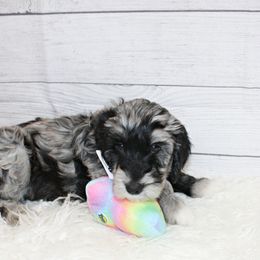 Teal Girl - Blue merle Aussiedoodle puppy in Maryland from Alexander Oodles of Doodles