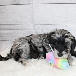 Teal Girl - Blue merle Aussiedoodle puppy in Maryland from Alexander Oodles of Doodles