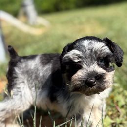 Miniature Schnauzer Puppies from Valley View schnauzers
