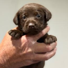 Starling - Chocolate female Labrador Retriever puppy in Isle, Minnesota from Dog Ear Outfitters