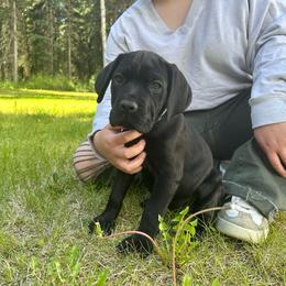 Aspen - Black female Cane Corso puppy in Delta Junction, Alaska from Last Frontier Cane Corsos