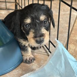 AKC wirehair black n Tan - Black and tan female Dachshund puppy in Helenville, Wisconsin from Remarkable Doxies
