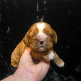 Riggs - Red male Cocker Spaniel puppy in Florence, South Carolina from Reddick's American Cocker Spaniels