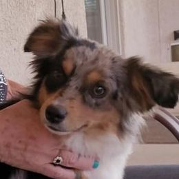 Journey - Toy Australian Shepherd