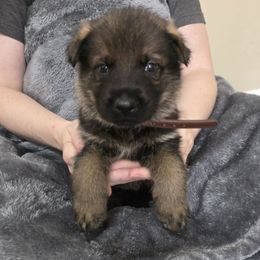 Brown collar - Sable male German Shepherd puppy in Commerce, Georgia from Adams K9