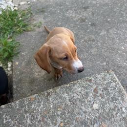 David - Cream male Dachshund puppy in Mountain Home, Arkansas from Furry Friends Kennel