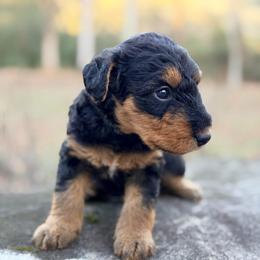 Miss Yellow - Black and tan female Airedale Terrier puppy in Mooresville, North Carolina from Farm 55