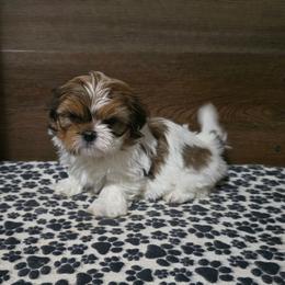 Boy 1 - Gold and white male Shih Tzu puppy in Meadows Of Dan, Virginia from Walt’s Shih Tzus