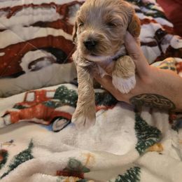 Vixen - Apricot female Goldendoodle puppy in Home, Pennsylvania from Plum Creek Acres Next Generation