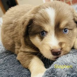 Stephen - Red Miniature Australian Shepherd puppy in Washington, Oklahoma from Okie Aussies