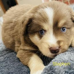 Stephen - Red Miniature Australian Shepherd puppy in Washington, Oklahoma from Okie Aussies
