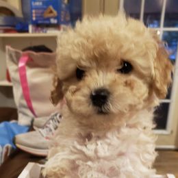 Poodle Puppies from My Little Poodle